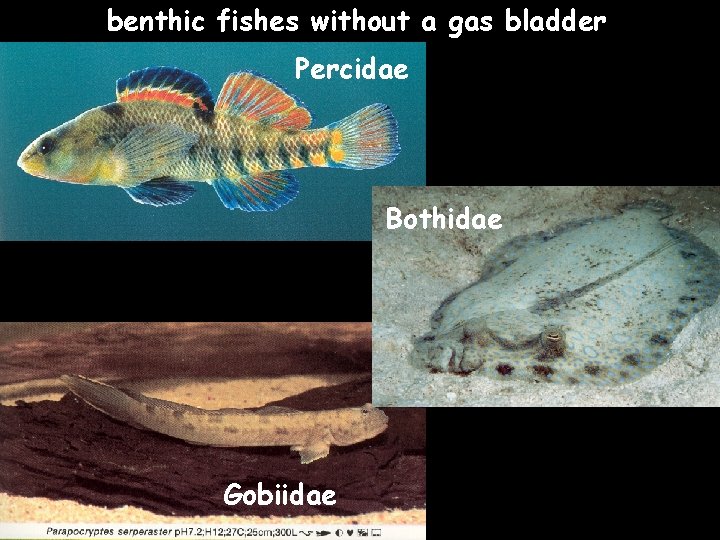 benthic fishes without a gas bladder Percidae Bothidae Gobiidae 
