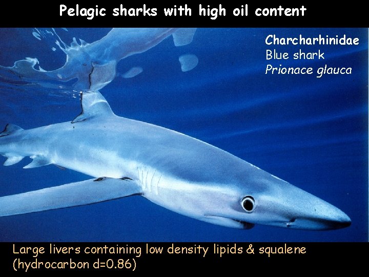Pelagic sharks with high oil content Charcharhinidae Blue shark Prionace glauca Large livers containing
