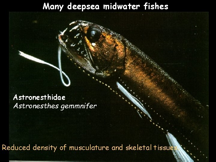 Many deepsea midwater fishes Astronesthidae Astronesthes gemmnifer Reduced density of musculature and skeletal tissues.