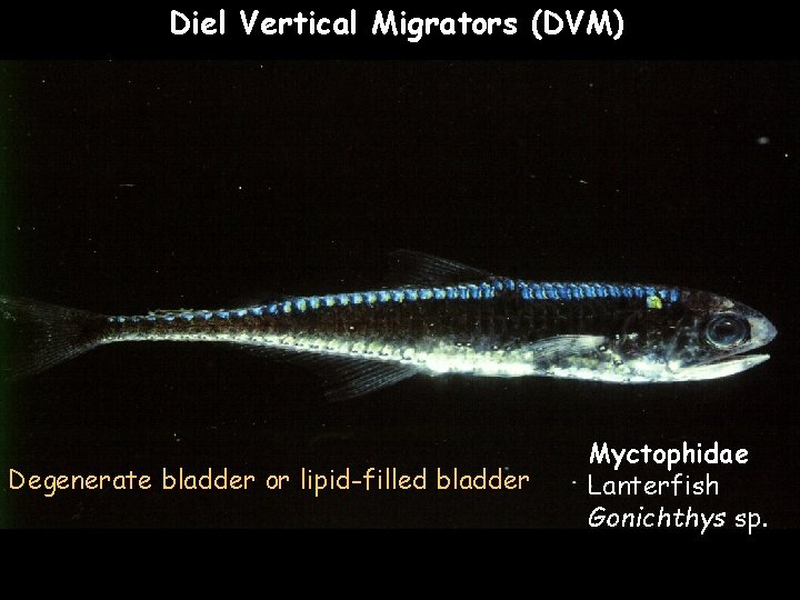 Diel Vertical Migrators (DVM) Degenerate bladder or lipid-filled bladder Myctophidae Lanterfish Gonichthys sp. 