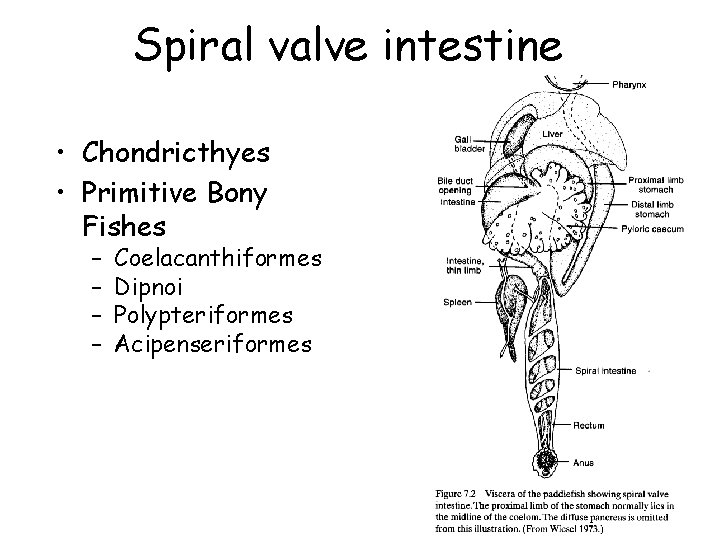 Spiral valve intestine • Chondricthyes • Primitive Bony Fishes – – Coelacanthiformes Dipnoi Polypteriformes