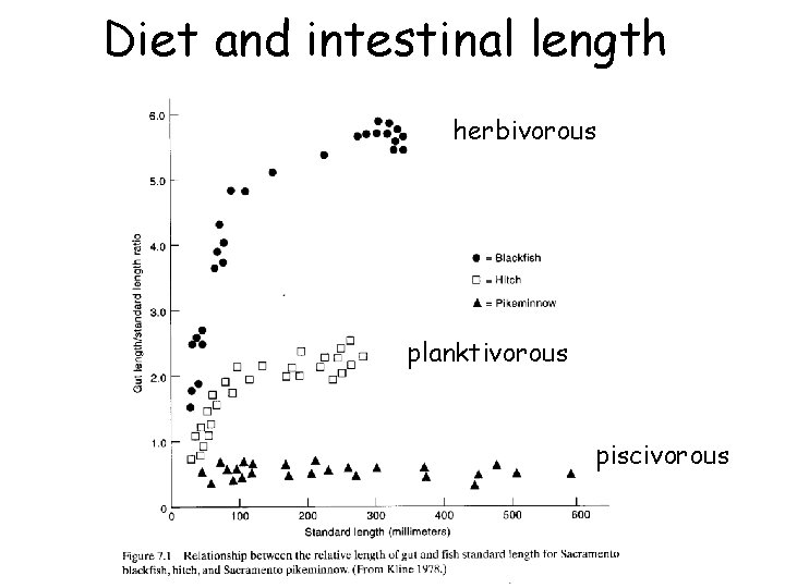 Diet and intestinal length herbivorous planktivorous piscivorous 