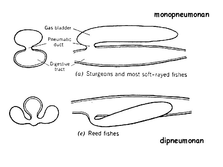 monopneumonan dipneumonan 