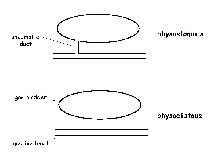 pneumatic duct physostomous gas bladder physoclistous digestive tract 