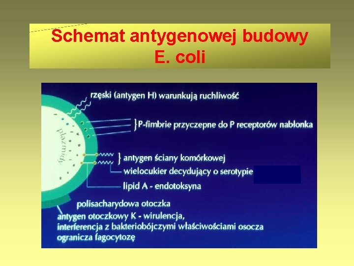Schemat antygenowej budowy E. coli 