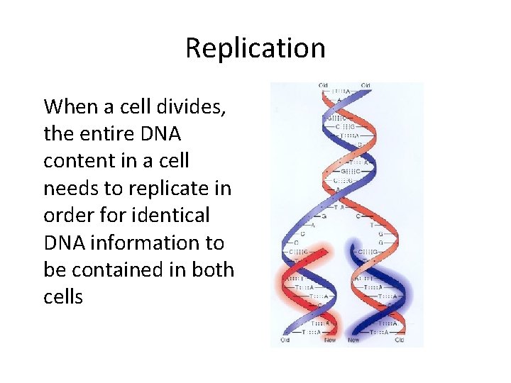 Replication When a cell divides, the entire DNA content in a cell needs to