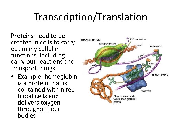 Transcription/Translation Proteins need to be created in cells to carry out many cellular functions,