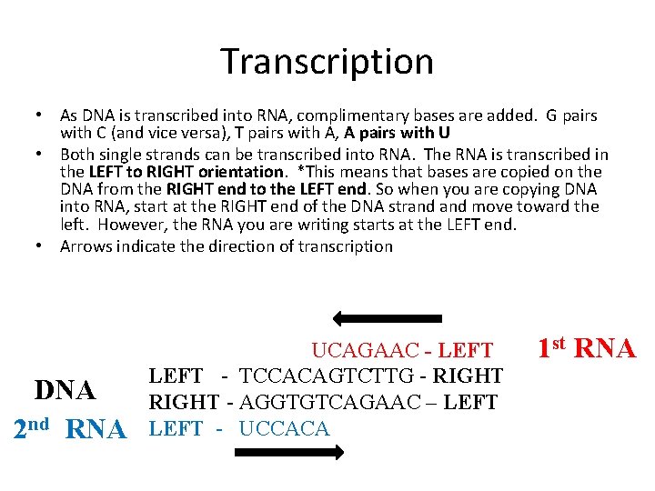 Transcription • As DNA is transcribed into RNA, complimentary bases are added. G pairs