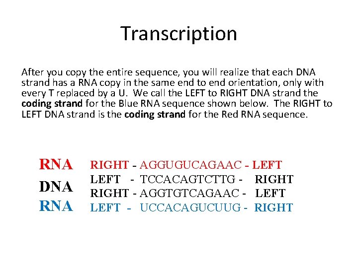 Transcription After you copy the entire sequence, you will realize that each DNA strand