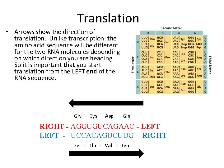 Translation • Arrows show the direction of translation. Unlike transcription, the amino acid sequence