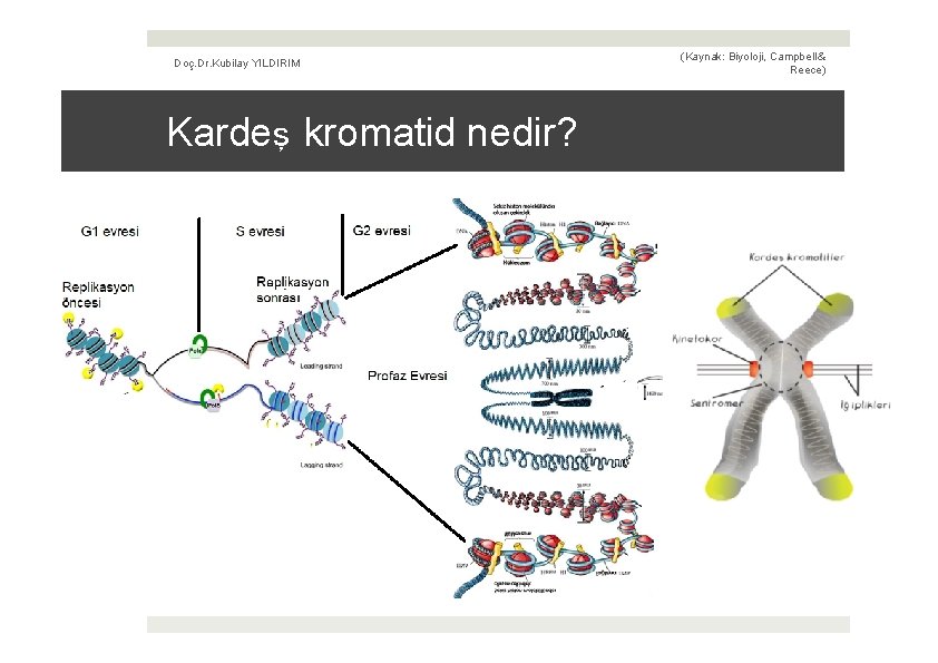 Doç. Dr. Kubilay YILDIRIM Kardeş kromatid nedir? (Kaynak: Biyoloji, Campbell & Reece) 