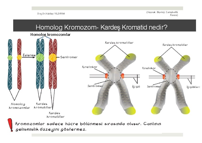 Doç. Dr. Kubilay YILDIRIM (Kaynak: Biyoloji, Campbell & Reece) Homolog Kromozom- Kardeş Kromatid nedir?