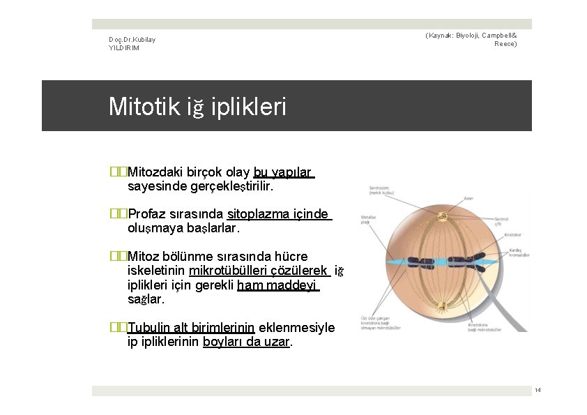 Doç. Dr. Kubilay YILDIRIM (Kaynak: Biyoloji, Campbell & Reece) Mitotik iğ iplikleri ��Mitozdaki birçok