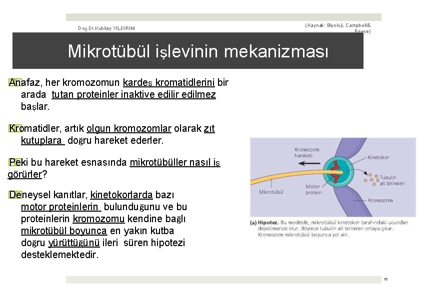 Doç. Dr. Kubilay YILDIRIM (Kaynak: Biyoloji, Campbell & Reece) Mikrotübül işlevinin mekanizması � Anafaz,