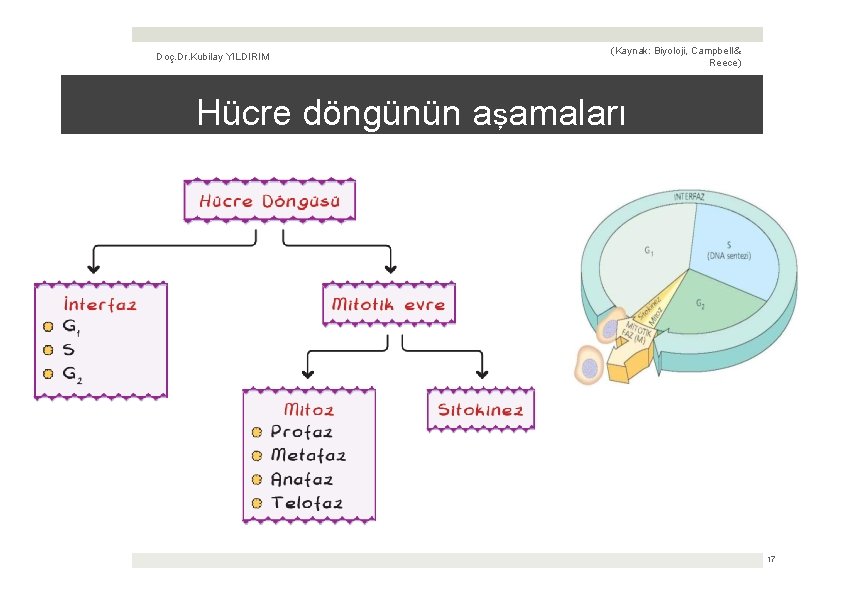 Doç. Dr. Kubilay YILDIRIM (Kaynak: Biyoloji, Campbell & Reece) Hücre döngünün aşamaları 17 