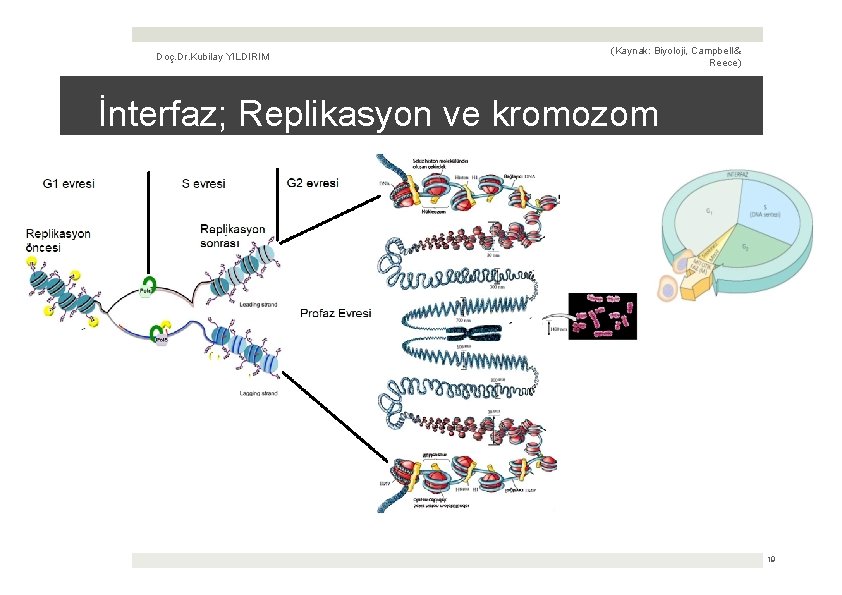Doç. Dr. Kubilay YILDIRIM (Kaynak: Biyoloji, Campbell & Reece) İnterfaz; Replikasyon ve kromozom 19