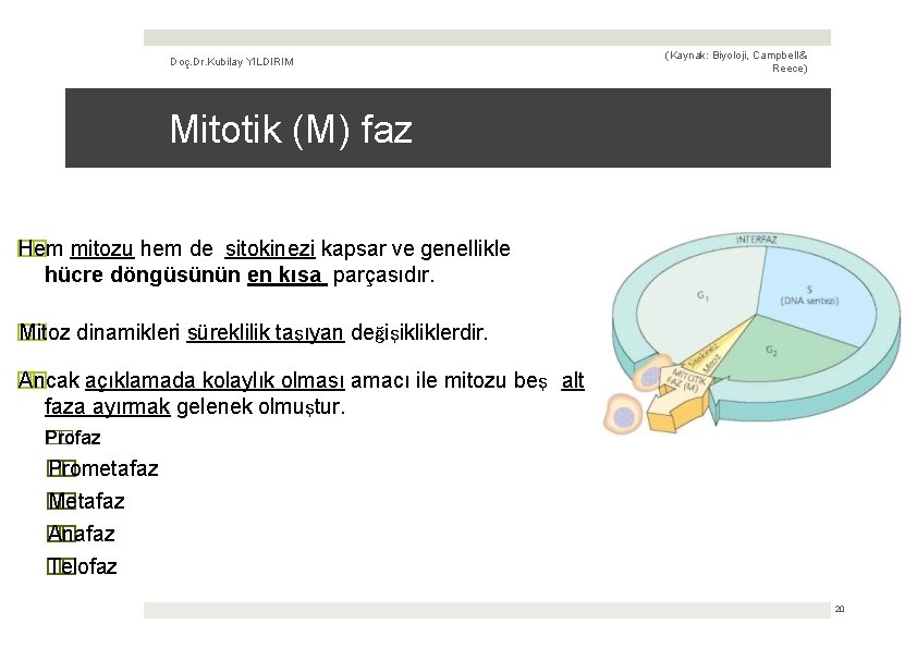 Doç. Dr. Kubilay YILDIRIM (Kaynak: Biyoloji, Campbell & Reece) Mitotik (M) faz � Hem