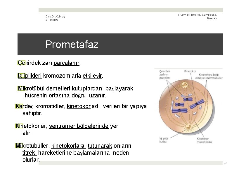 Doç. Dr. Kubilay YILDIRIM (Kaynak: Biyoloji, Campbell & Reece) Prometafaz � Çekirdek � zarı