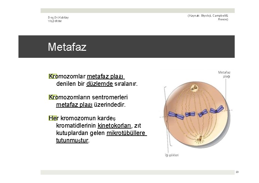 Doç. Dr. Kubilay YILDIRIM (Kaynak: Biyoloji, Campbell & Reece) Metafaz � Kromozomlar � metafaz