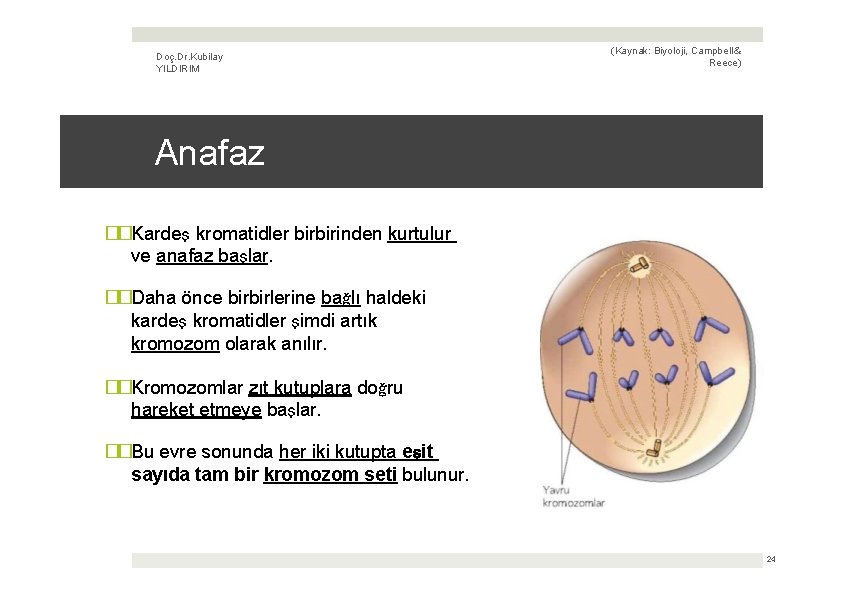 Doç. Dr. Kubilay YILDIRIM (Kaynak: Biyoloji, Campbell & Reece) Anafaz ��Kardeş kromatidler birbirinden kurtulur