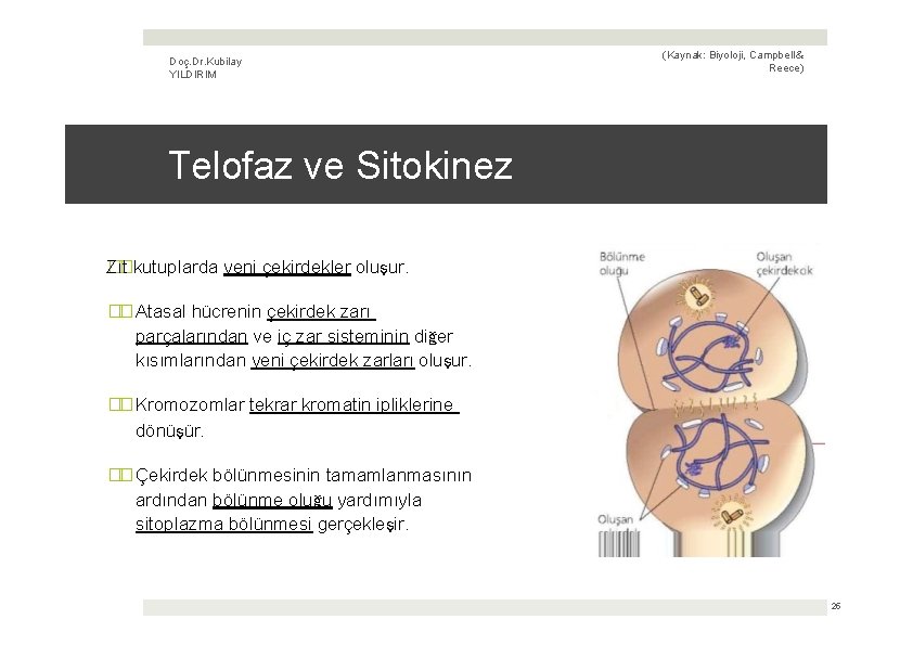 Doç. Dr. Kubilay YILDIRIM (Kaynak: Biyoloji, Campbell & Reece) Telofaz ve Sitokinez ��kutuplarda yeni