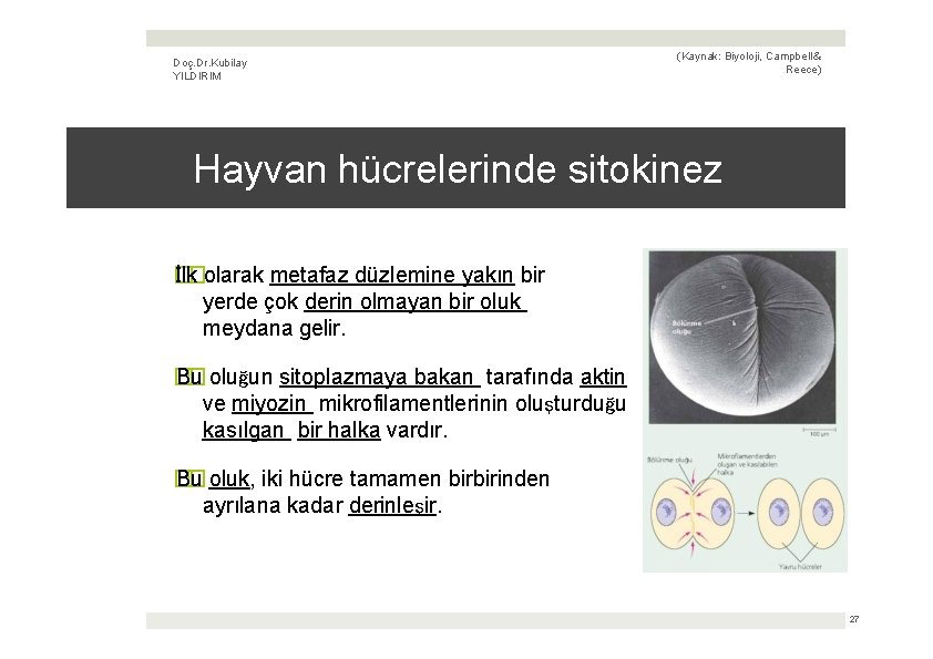 Doç. Dr. Kubilay YILDIRIM (Kaynak: Biyoloji, Campbell & Reece) Hayvan hücrelerinde sitokinez � İlk