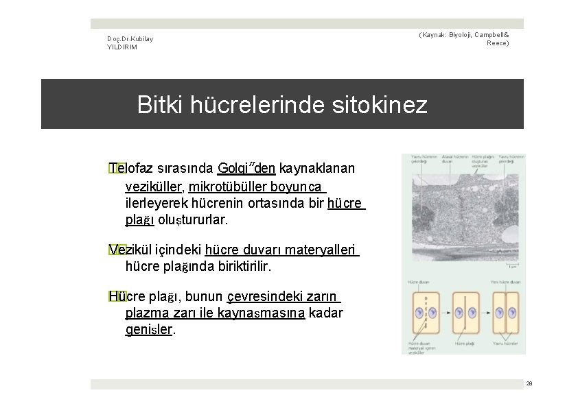 Doç. Dr. Kubilay YILDIRIM (Kaynak: Biyoloji, Campbell & Reece) Bitki hücrelerinde sitokinez � Telofaz