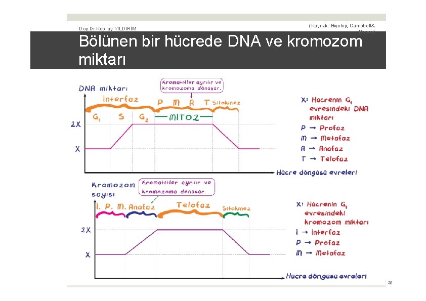 Doç. Dr. Kubilay YILDIRIM (Kaynak: Biyoloji, Campbell & Reece) Bölünen bir hücrede DNA ve