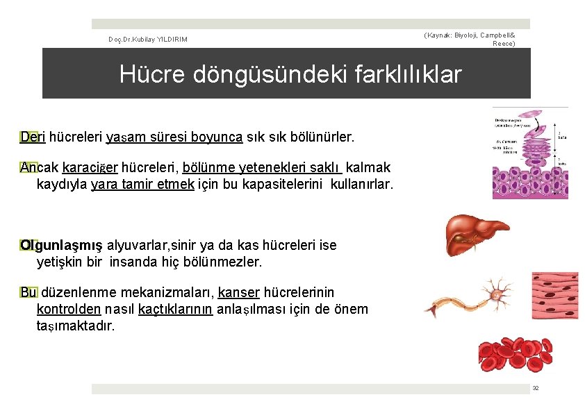 Doç. Dr. Kubilay YILDIRIM (Kaynak: Biyoloji, Campbell & Reece) Hücre döngüsündeki farklılıklar � Deri