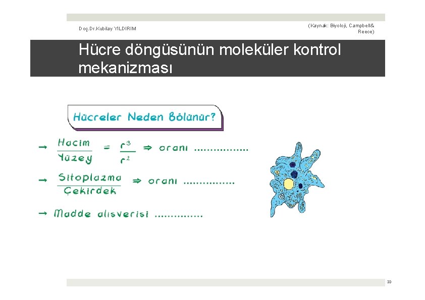 Doç. Dr. Kubilay YILDIRIM (Kaynak: Biyoloji, Campbell & Reece) Hücre döngüsünün moleküler kontrol mekanizması