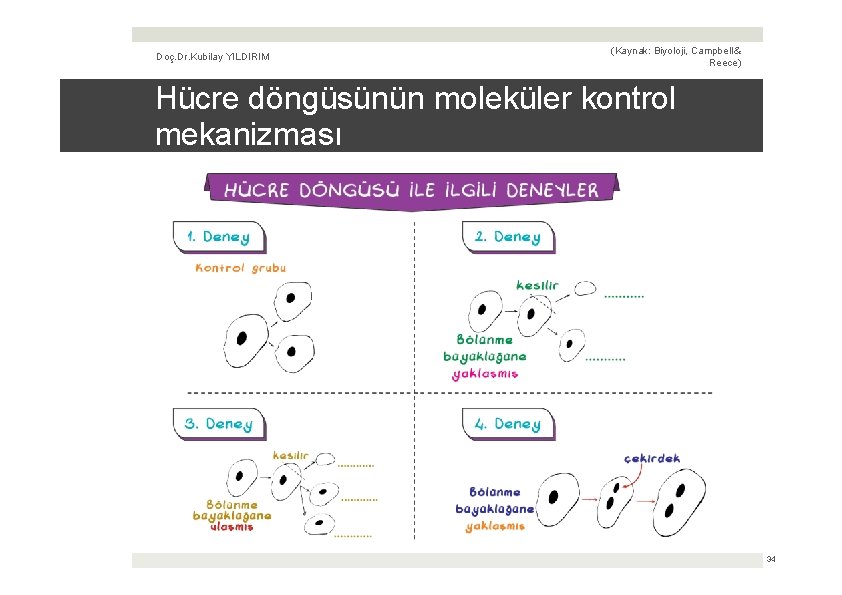 Doç. Dr. Kubilay YILDIRIM (Kaynak: Biyoloji, Campbell & Reece) Hücre döngüsünün moleküler kontrol mekanizması