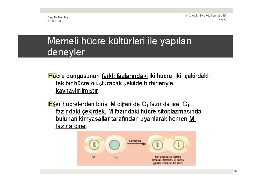 Doç. Dr. Kubilay YILDIRIM (Kaynak: Biyoloji, Campbell & Reece) Memeli hücre kültürleri ile yapılan