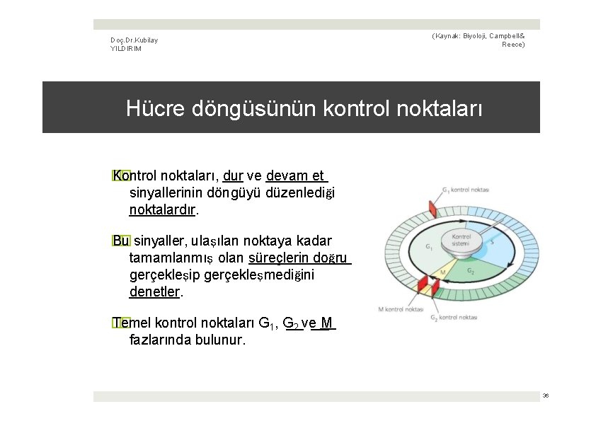 Doç. Dr. Kubilay YILDIRIM (Kaynak: Biyoloji, Campbell & Reece) Hücre döngüsünün kontrol noktaları �