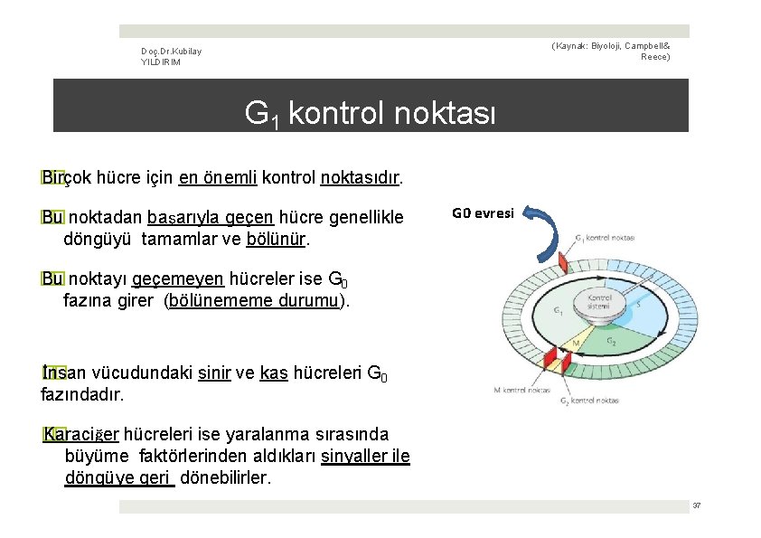 (Kaynak: Biyoloji, Campbell & Reece) Doç. Dr. Kubilay YILDIRIM G 1 kontrol noktası �