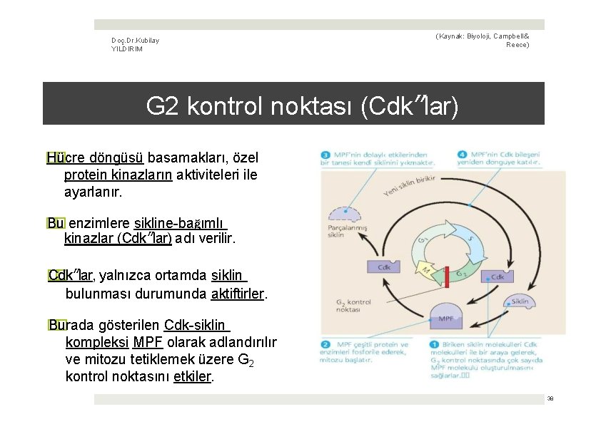 Doç. Dr. Kubilay YILDIRIM (Kaynak: Biyoloji, Campbell & Reece) G 2 kontrol noktası (Cdk’’lar)