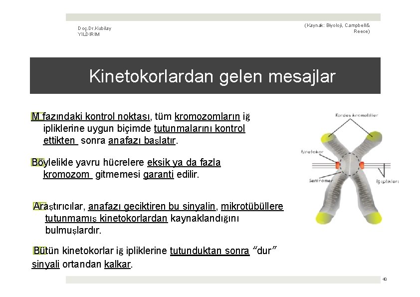 Doç. Dr. Kubilay YILDIRIM (Kaynak: Biyoloji, Campbell & Reece) Kinetokorlardan gelen mesajlar � M�fazındaki