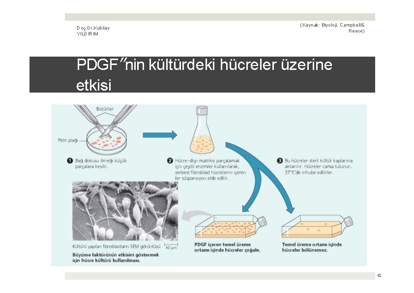 Doç. Dr. Kubilay YILDIRIM (Kaynak: Biyoloji, Campbell & Reece) PDGF’’nin kültürdeki hücreler üzerine etkisi