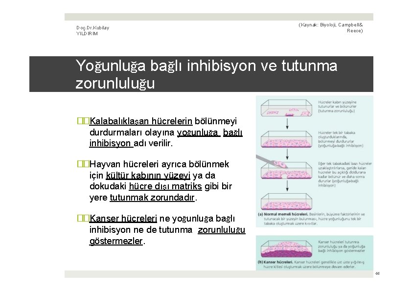 Doç. Dr. Kubilay YILDIRIM (Kaynak: Biyoloji, Campbell & Reece) Yoğunluğa bağlı inhibisyon ve tutunma