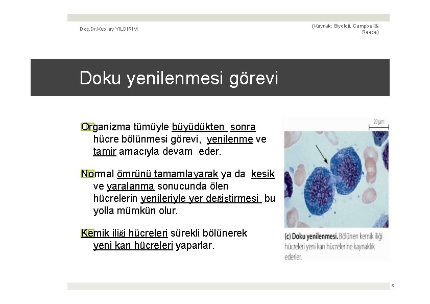 Doç. Dr. Kubilay YILDIRIM (Kaynak: Biyoloji, Campbell & Reece) Doku yenilenmesi görevi � Organizma