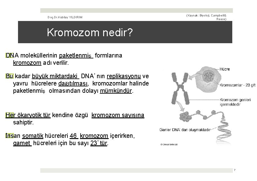 Doç. Dr. Kubilay YILDIRIM (Kaynak: Biyoloji, Campbell & Reece) Kromozom nedir? � DNA �