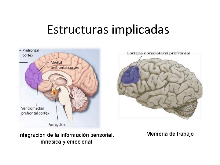 Estructuras implicadas Integración de la información sensorial, mnésica y emocional Memoria de trabajo 