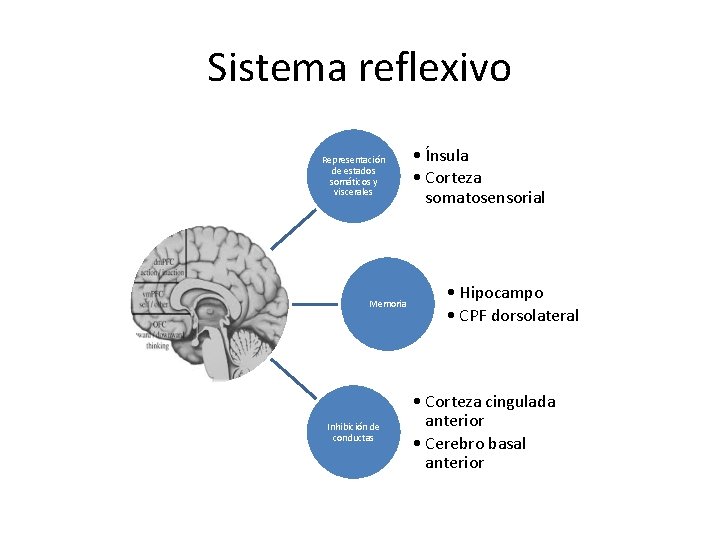 Sistema reflexivo Representación de estados somáticos y viscerales Memoria Inhibición de conductas • Ínsula