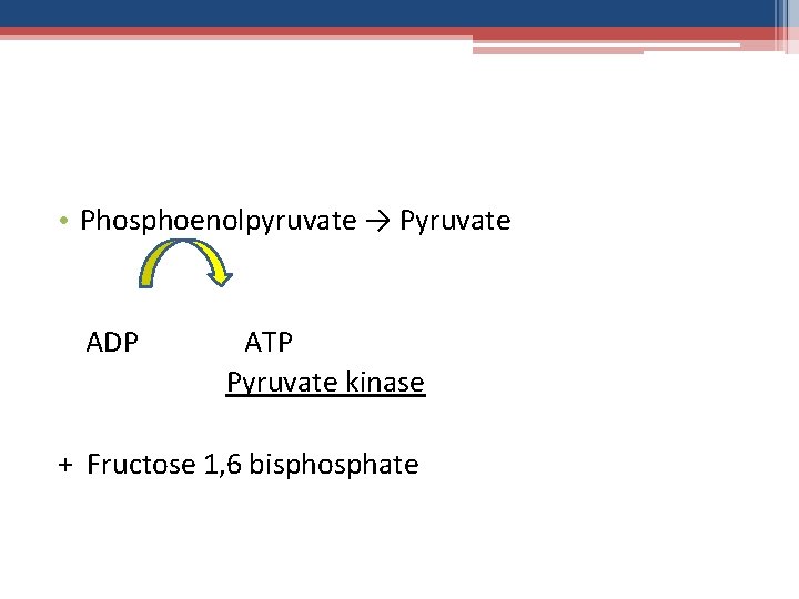  • Phosphoenolpyruvate → Pyruvate ADP ATP Pyruvate kinase + Fructose 1, 6 bisphosphate