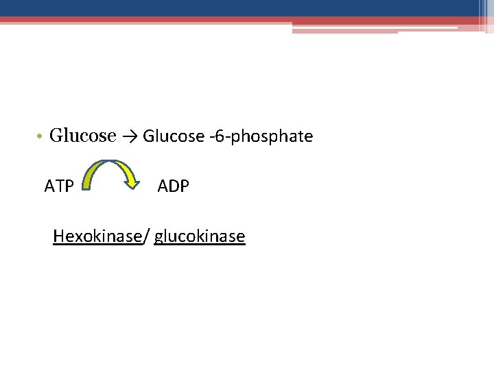  • Glucose → Glucose -6 -phosphate ATP ADP Hexokinase/ glucokinase 