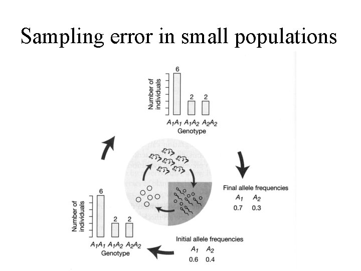 Sampling error in small populations 