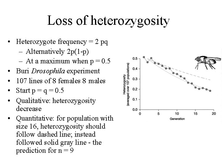 Loss of heterozygosity • Heterozygote frequency = 2 pq – Alternatively 2 p(1 -p)