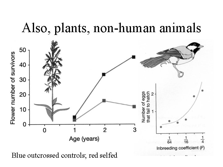 Also, plants, non-human animals Blue outcrossed controls; red selfed 