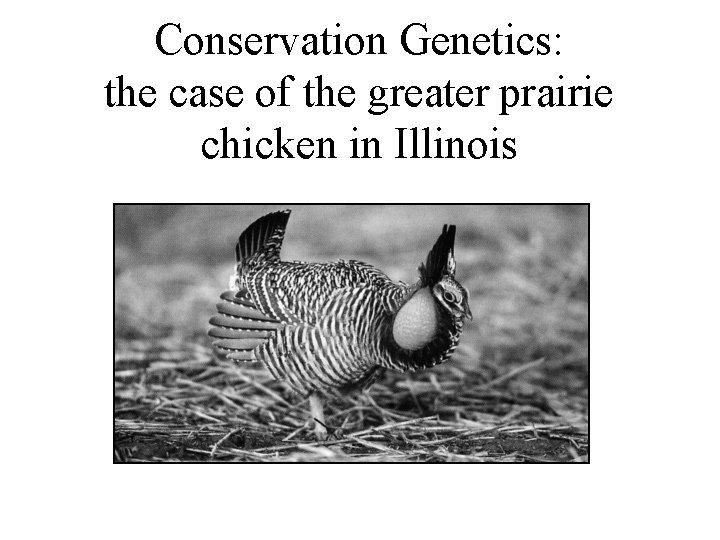 Conservation Genetics: the case of the greater prairie chicken in Illinois 