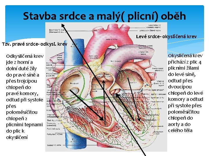 Stavba srdce a malý( plicní) oběh Levé srdce- okysličená krev Tzv. pravé srdce- odkysl.