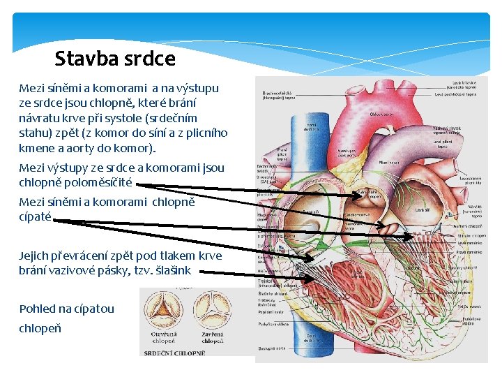 Stavba srdce Mezi síněmi a komorami a na výstupu ze srdce jsou chlopně, které
